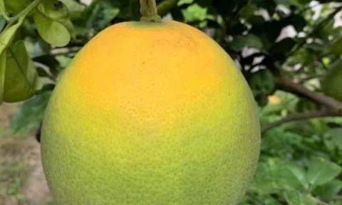 Mùa ngâu nhớ nội