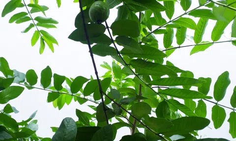 Tản mạn về phở bò Nam Định
