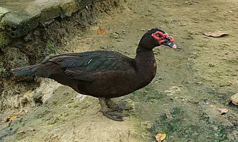 Vịt xiêm hầm măng