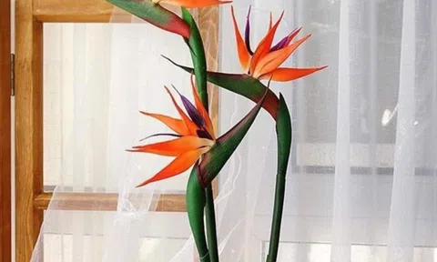 Giấc mơ thiên điểu!