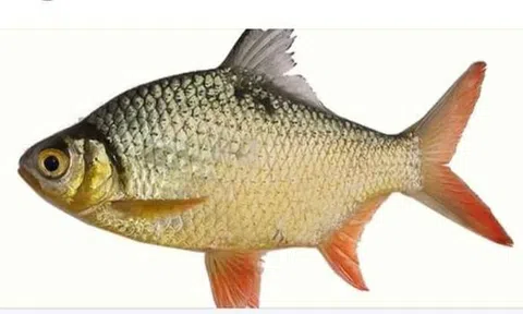 Cá he  - Sản vật của miền Tây mùa nước nổi