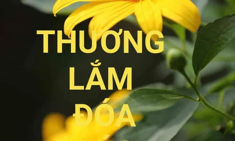 Thương lắm đóa cúc quỳ