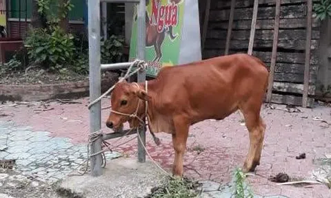 Chú bò nhỏ đáng thương