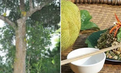 Hà Tĩnh: Đặc sản nhút mít Hương Sơn