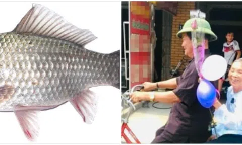 Tiếc con cá diếc