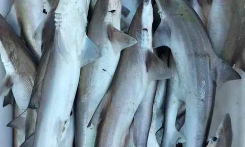 Loại cá tanh nghéo lại thành đặc sản