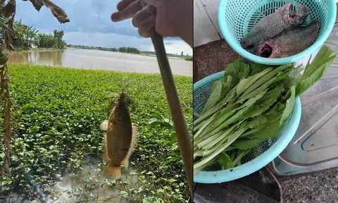 Cá rô canh cải!
