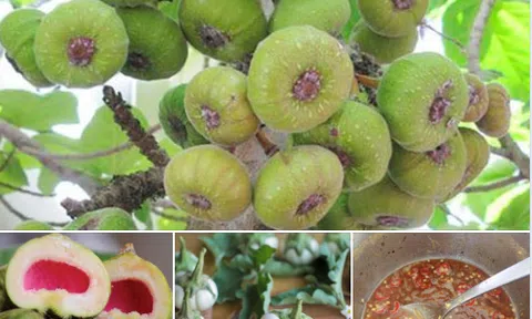 Về Quảng Trị ăn méng cà, méng vả chắm đuốc (ruốc)