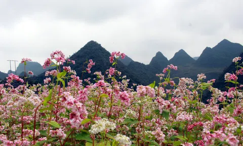 Hà Giang: Lễ hội hoa tam giác mạch lần thứ VIII năm 2022 sẽ khai mạc tối 26/11