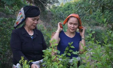 Vị lương y giàu tâm huyết với thuốc cổ truyền của người Thái đen