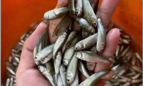 Cá linh kho mía