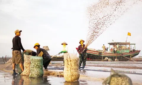 “Trên bãi biển đời ngao” - hay là vẻ đẹp của cái chết sống lại