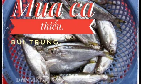 Mùa cá thiểu
