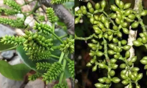 Góc sức khỏe: Truyền thuyết cây Vương Tôn