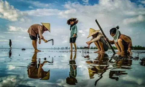 Sữa cho lợn