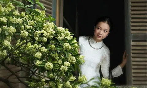 Hoa sữa trời thu...