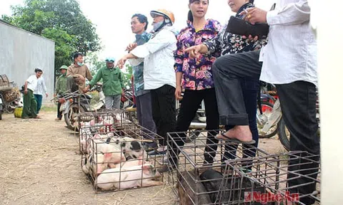 Lợn đi chợ huyện 