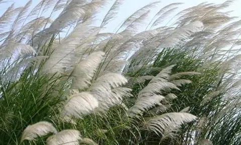 Tình yêu hoa cỏ lau...