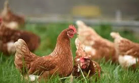 Buôn gà đón năm Dậu