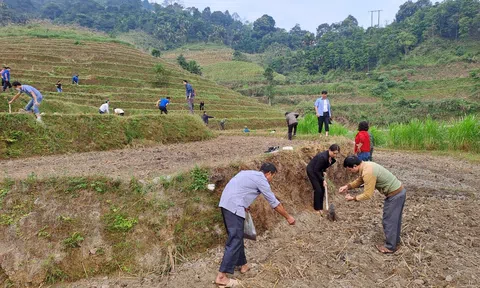 Hà giang: Phát động mô hình “Hoa cải vàng trên đất đồi” để phát triển du lịch