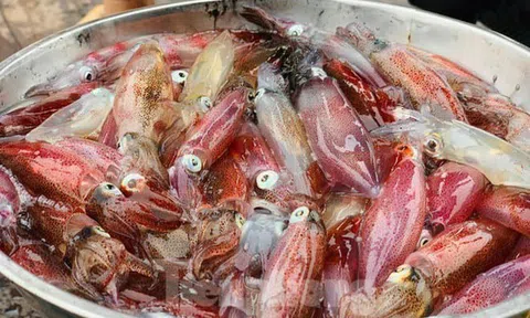 Mực nhảy Hà Tĩnh - Món ngon du khách không thể bỏ qua