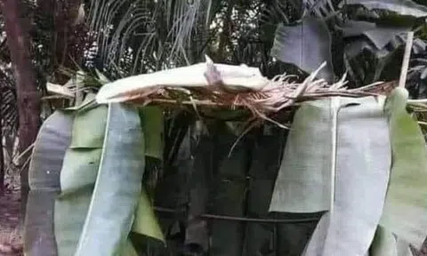 Khu vườn tuổi thơ tôi