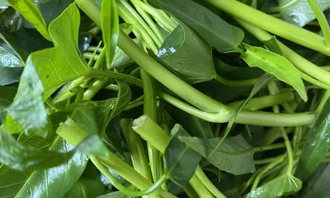 Rau muống đất mạ