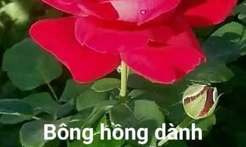 Nhớ cô giáo ngày xưa