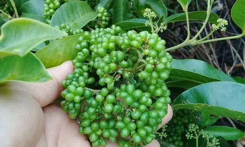 Sau lưng thiên đường