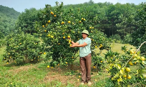 Tuyên Quang: Mô hình trồng cây ăn quả trên đất đồi rừng Lâm Bình thu nhập cao