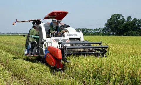Vĩnh Phúc: Bảo tồn vựa lúa Vĩnh Tường trước sức ép của biến đổi khí hậu, quá trình hội nhập 