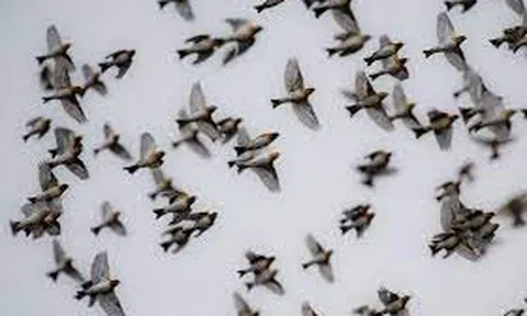 Những thanh âm cuộc sống