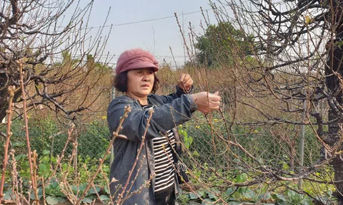 Hà Nội: Tất bật tại vườn đào Nhật Tân