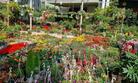 Tạn mạn Hồ Tây