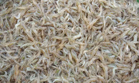 Mắm tép mà ngon…