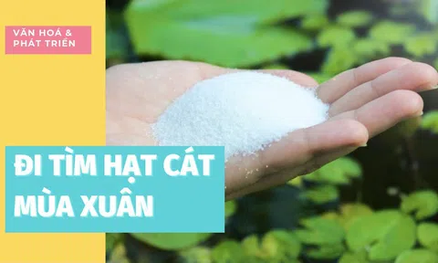 Đi tìm hạt cát mùa xuân