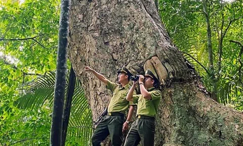 Tuyên Quang: Huyện Na Hang bảo vệ rừng tận gốc