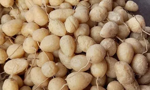Mùa củ lùn