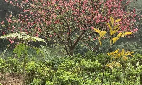 Chợ tình