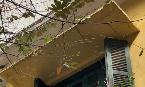 Cây bàng