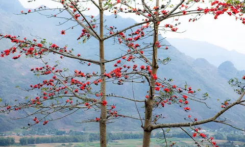Hà Giang: Lễ hội hoa Mộc Miên huyện Mèo Vạc  diễn ra ngày 4/3