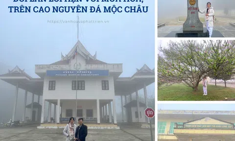 Đôi lần lỗi hẹn với mùa hoa trên cao nguyên đá Mộc Châu