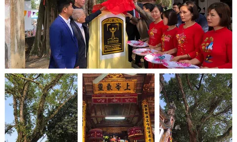 Vĩnh Phúc: Hai cây đa cổ thụ trong khuôn viên đình Ngọc Liễn được công nhận cây di sản Việt Nam