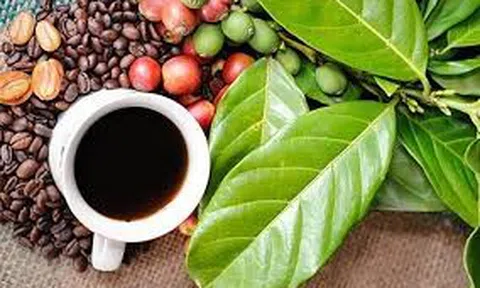 Cà phê - niềm cảm hứng sáng tạo và sự giao lưu đa văn hóa