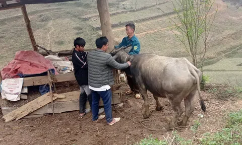 Hà Giang: Phòng, chống dịch bệnh trên đàn vật nuôi khi giao mùa