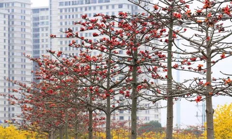 Làng Quê – mùa hoa gạo đỏ nhớ thương