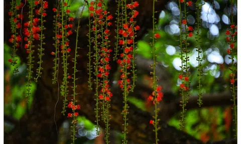 Sắc màu mùa hạ