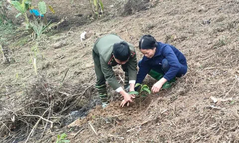 Tuyên Quang: Na Hang hoàn thành hơn 80% kế hoạch trồng rừng năm 2023