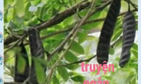 Hương bồ kết