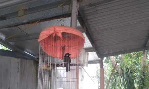 Yêu thiên nhiên với bạn chim